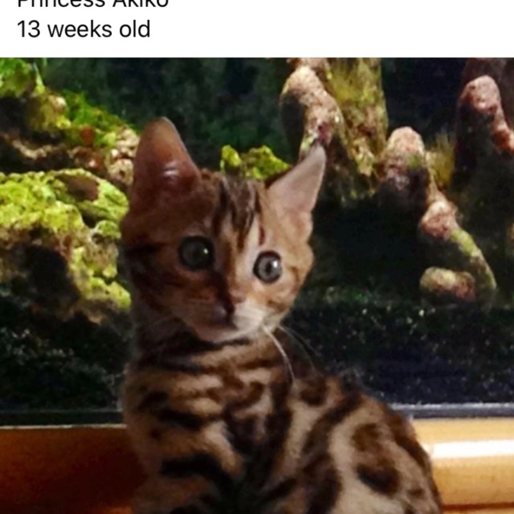 Meet your Posher, Ronda